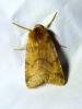 Agrochola helvola